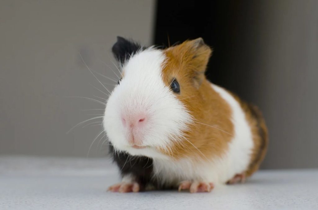 Krankheiten, ältere Meerschweinchen