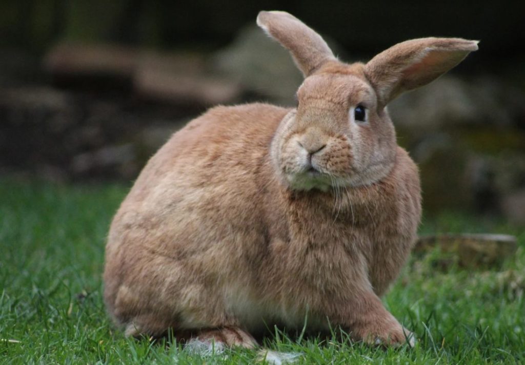 Einzelhaltung, Körpersprache Kaninchen