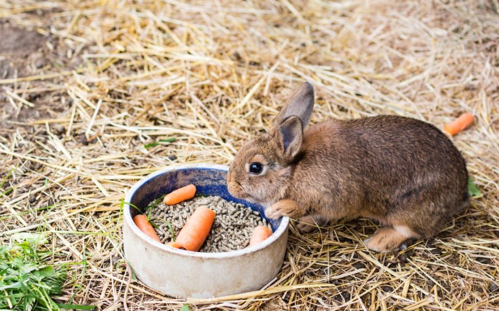 Ernährung Kaninchen