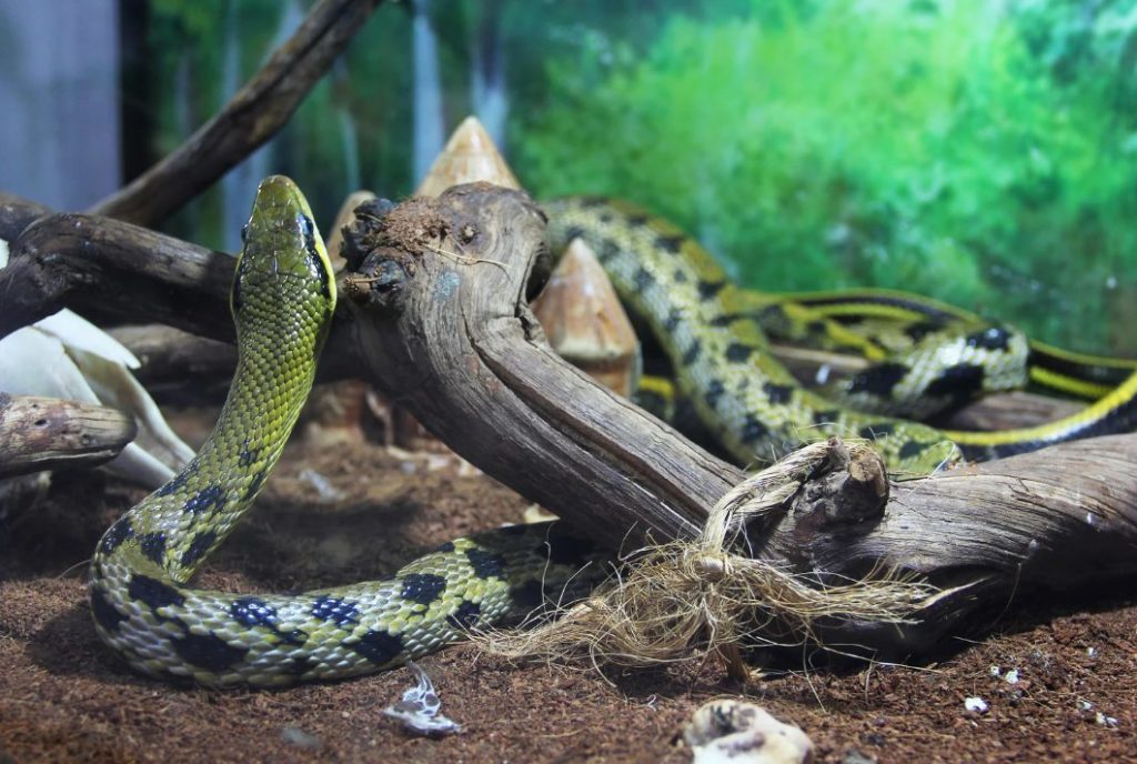Terrarium, Schlangenpflege