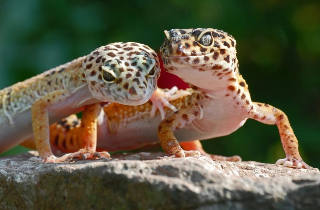 Geckorassen, Arten