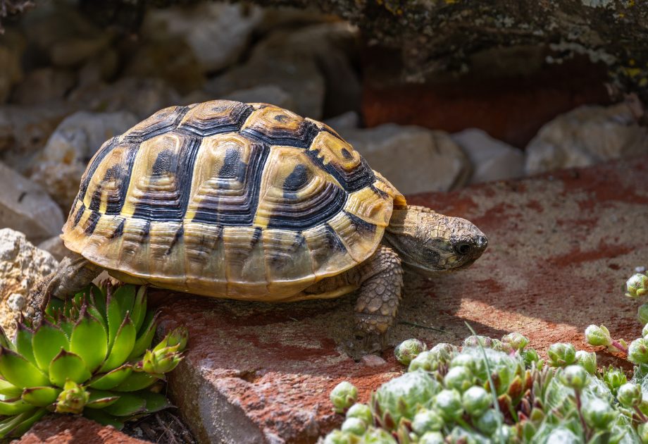 Landschildkröten Terrarium