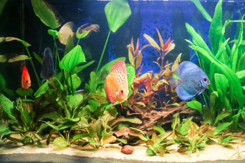 Aquarium Anfänger, Besatz, Wasserwerte