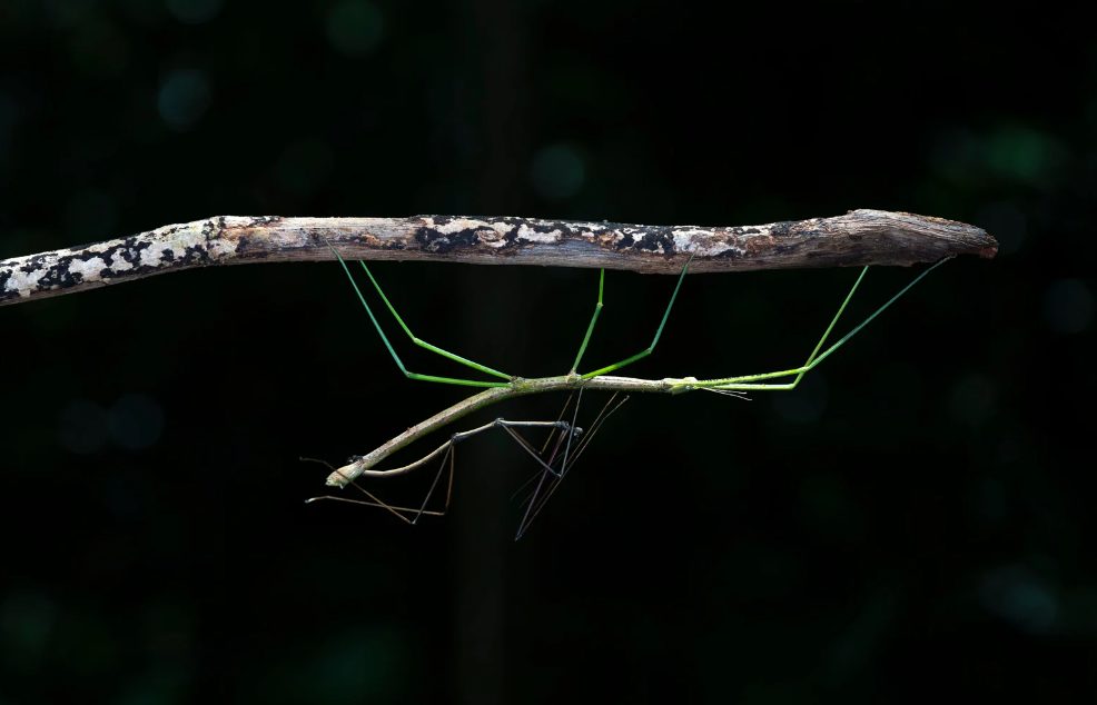 Insekten