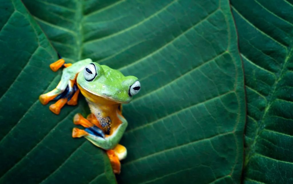 Tropenfrosch, Tropenfrösche
