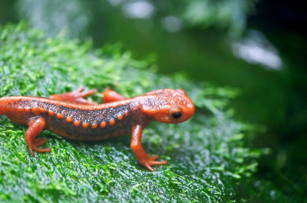 Amphibien