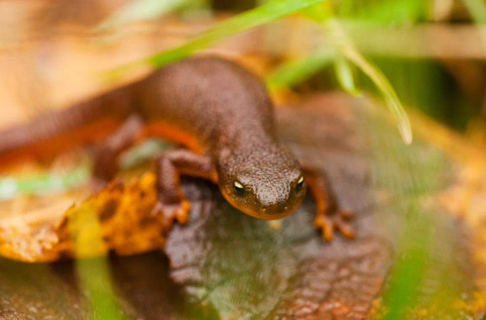 Krankheiten Amphibien