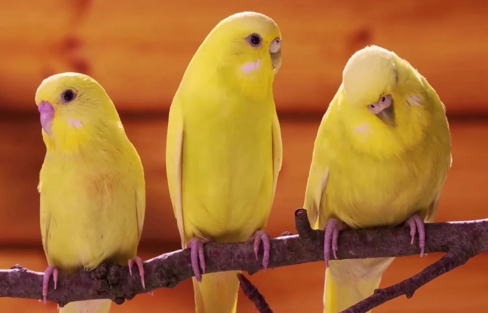 Kanarienvogel, Kanarienvögel