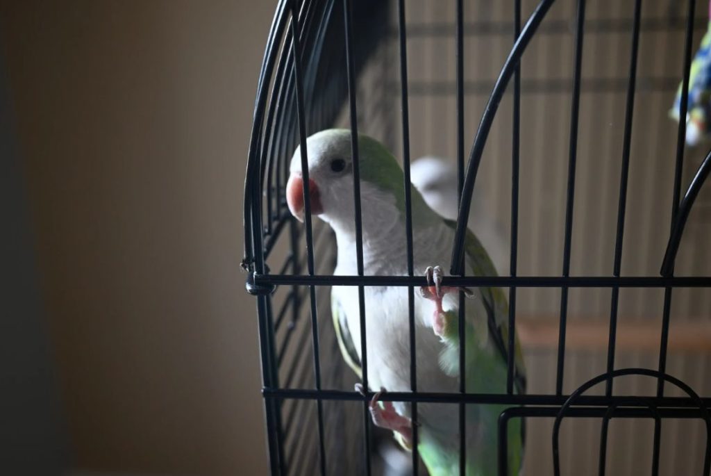 Vogelkäfig reinigen