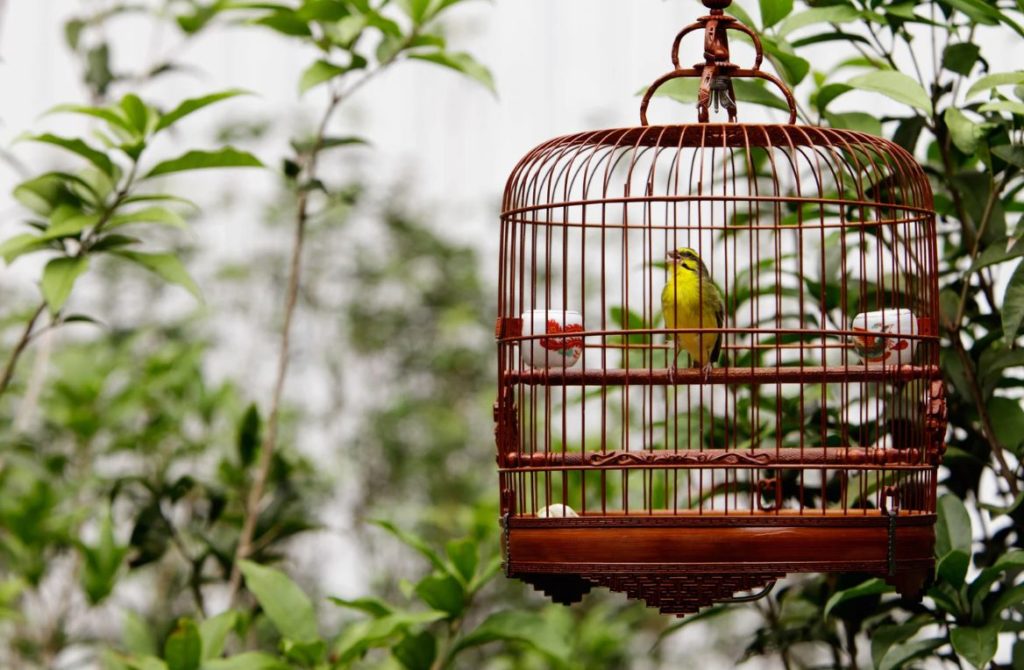 Vogelspielzeuge