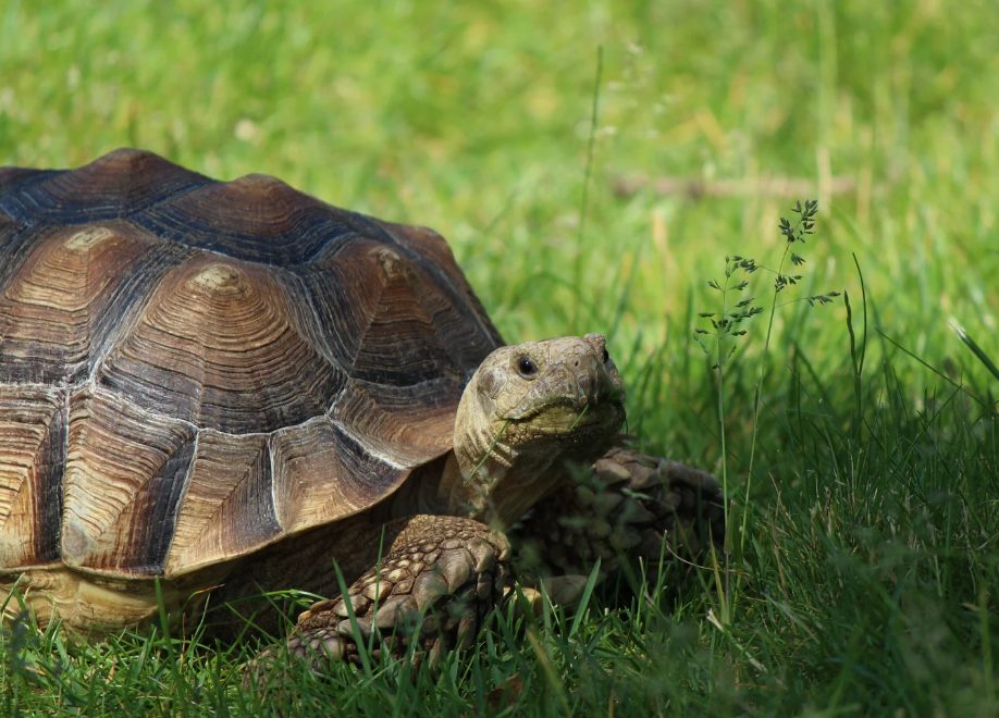 LandSchildkrötenarten, exotisch