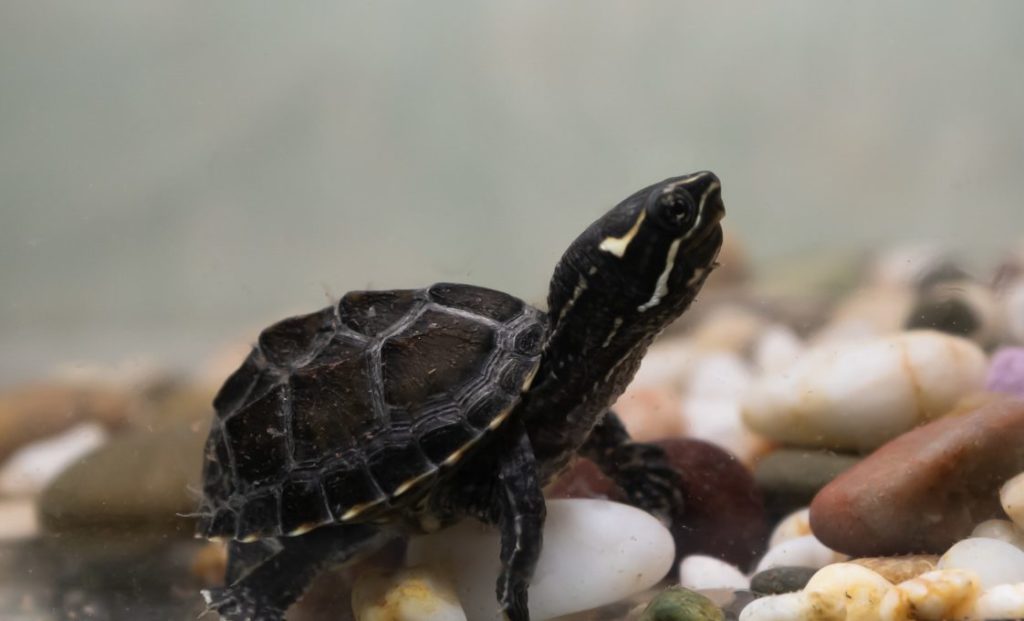 Wasserschildkröten