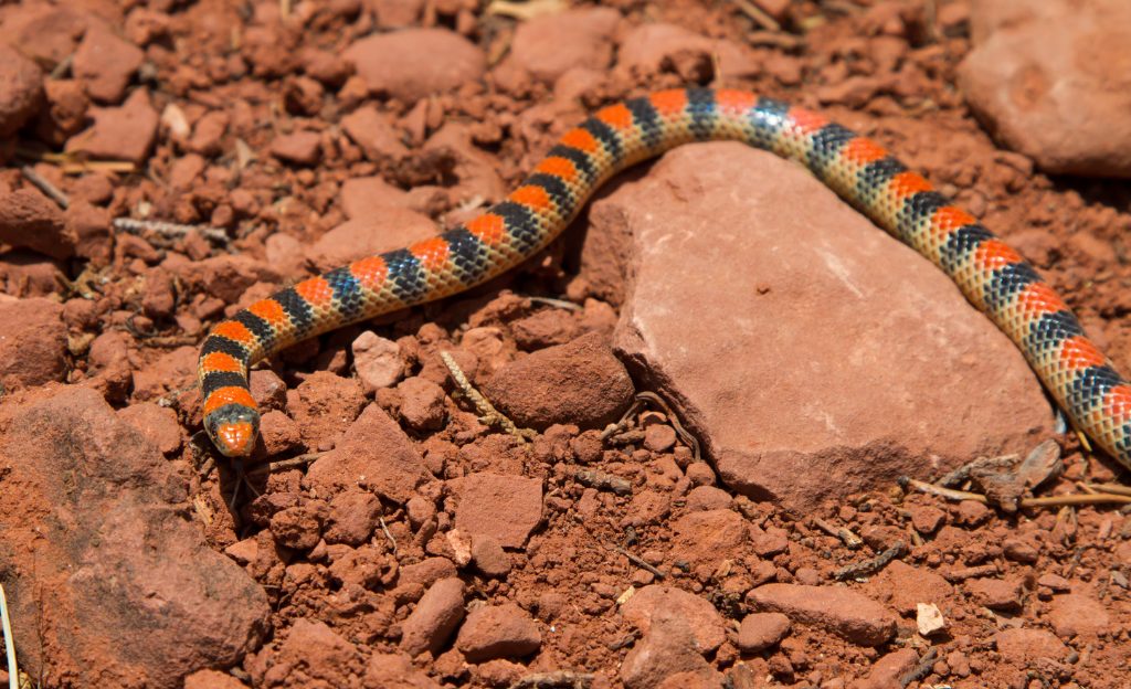 exotische Tiere legal