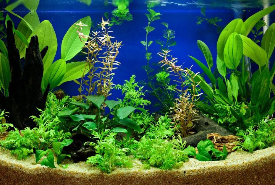Aquarium-Reinigung, Dekoration, Design
