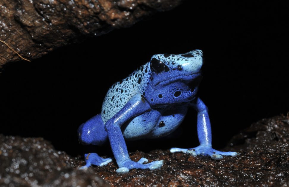 Amphibienzucht