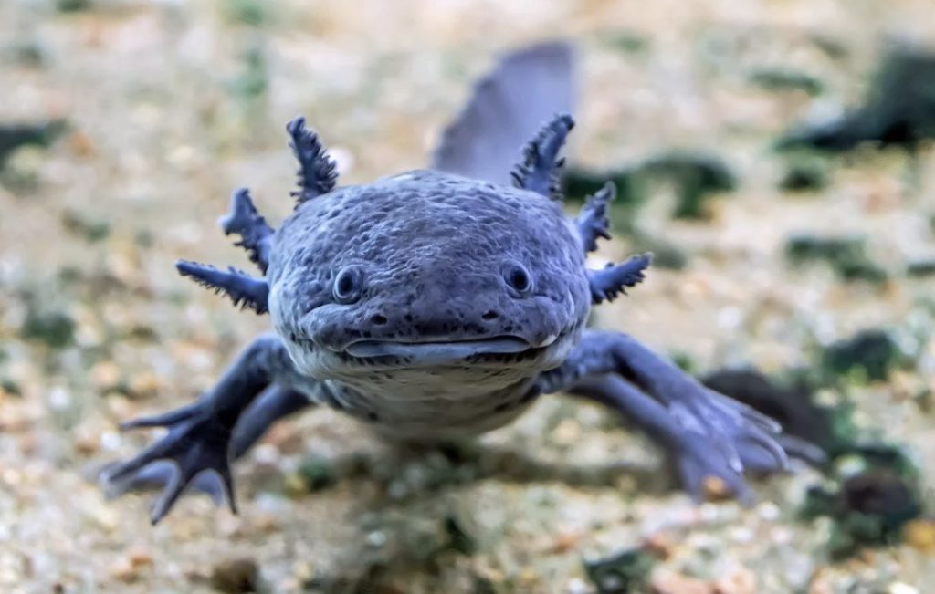 Ernährung für AMphibien