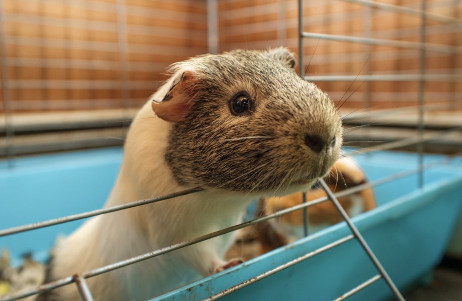 Meerschweinchenstall, Urlaub