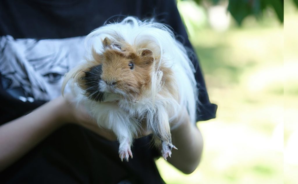 Langhaar-Meerschweinchen