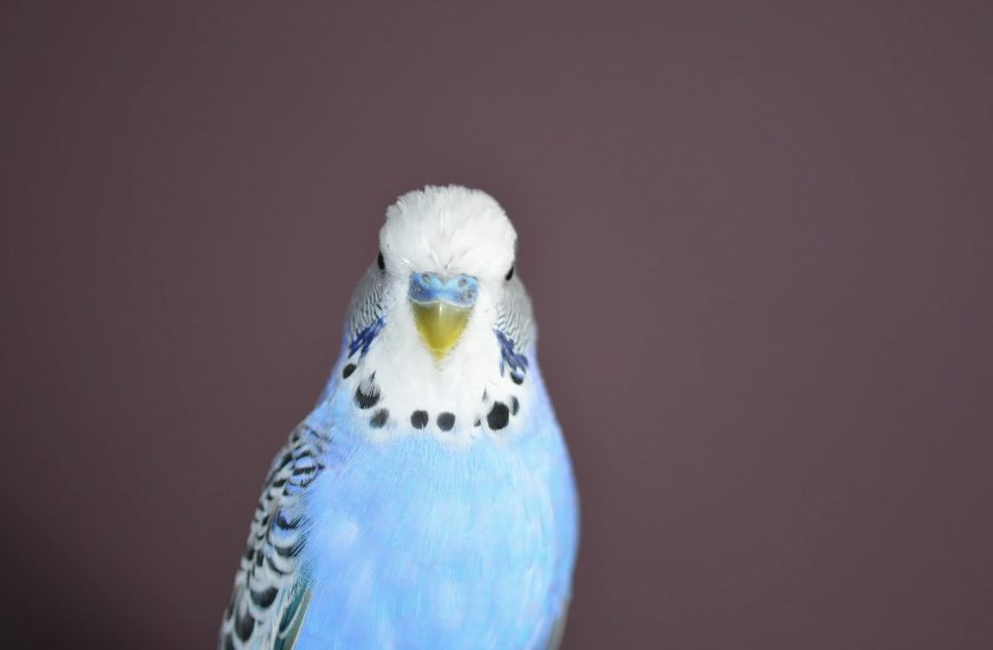pflegeleicht Vogelarten