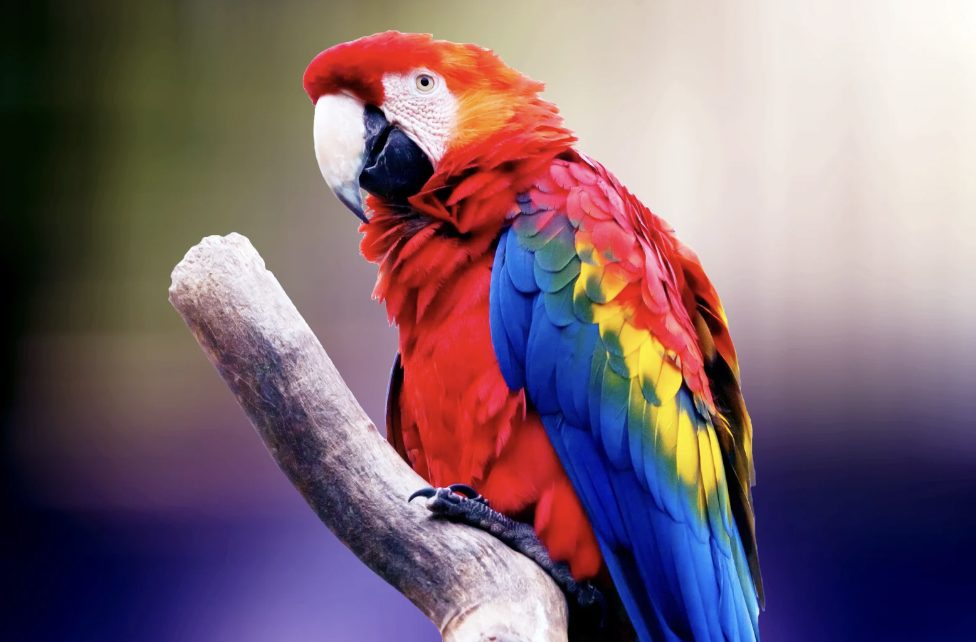 Papageien